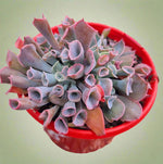 Echeveria Trumpet Pinky