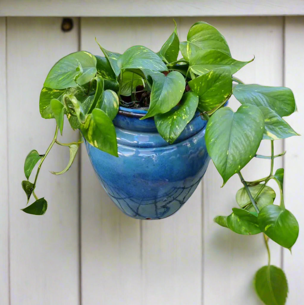 wall jug