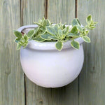 Wall Pot