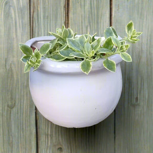 Wall Pot