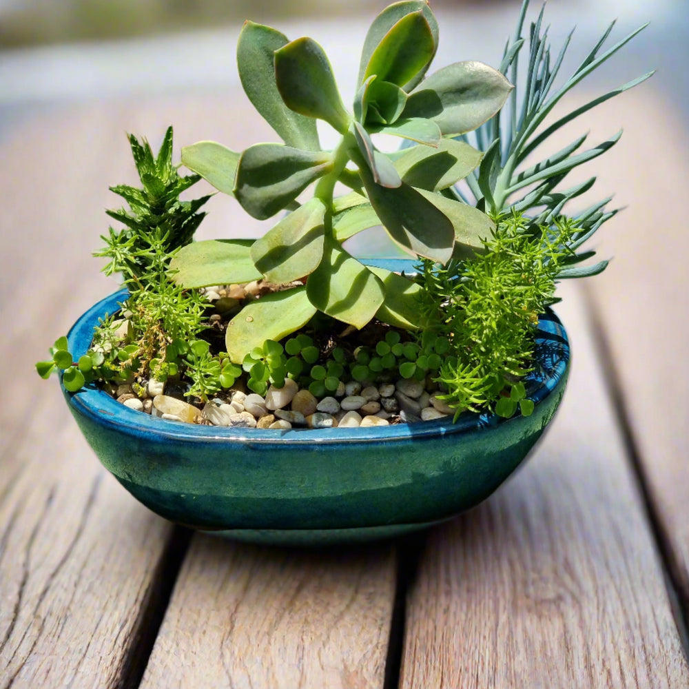 gold coast succulents Succulent Garden – Linda's Place Bundall