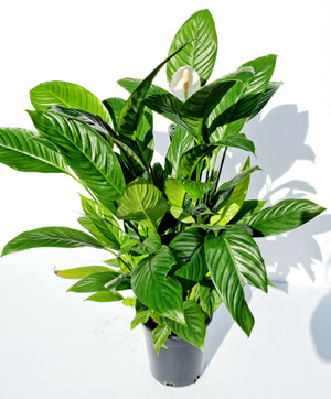 Peace Lily - Small