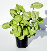 Syngonium Pixie
