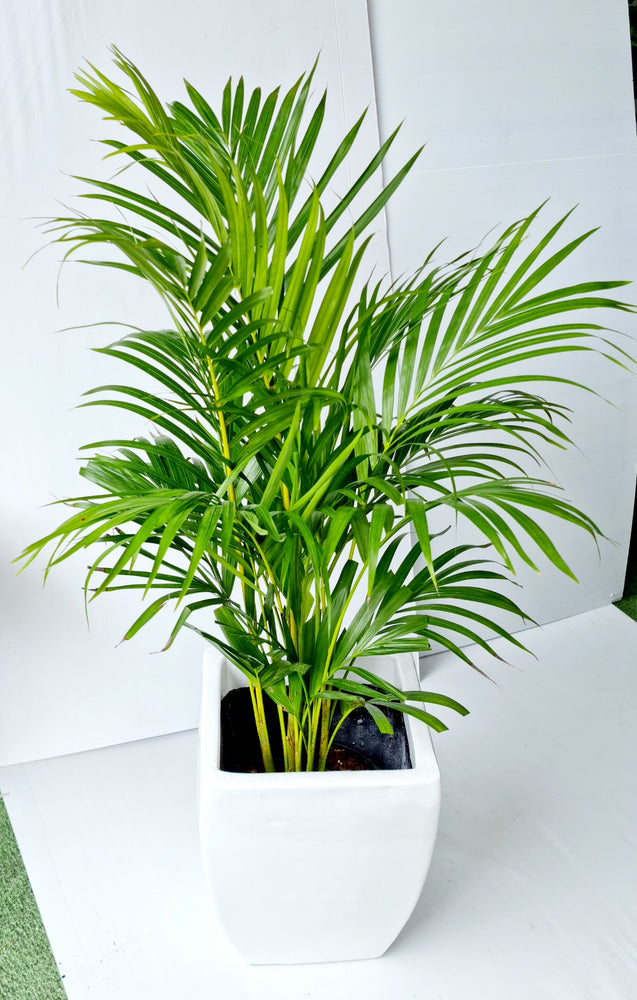 White Pot with Palm