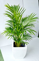 White Pot with Palm