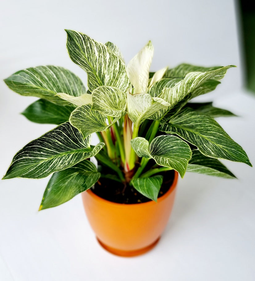 Orange pot with Philodendron