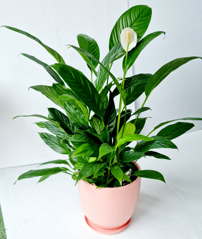 Pink pot with Peace Lilly