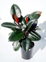 Rubber Plant - Small