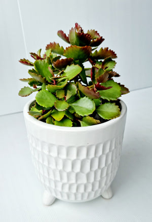 Kora Footed Pot with Succulent