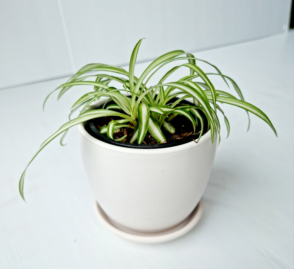Tulip Pot with indoor plant