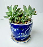 Floral Pot with Succulent